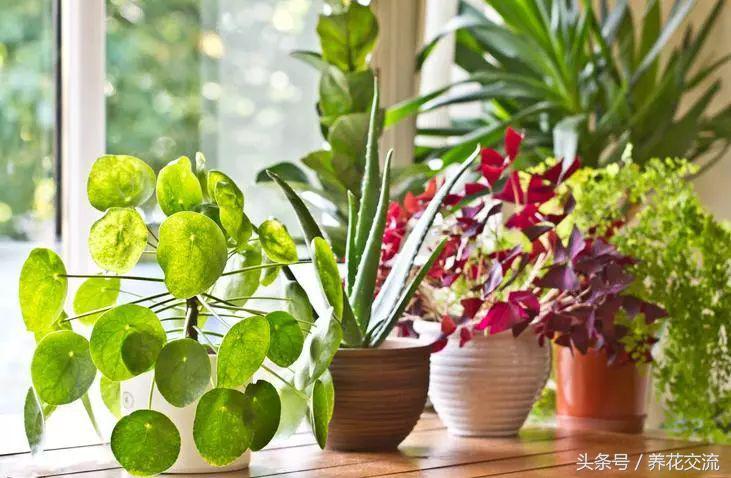 <strong>在家里容易養(yǎng)護的10種盆栽綠植，都是低維護的植物</strong>