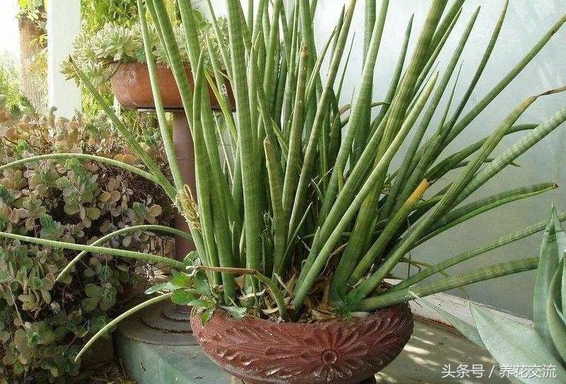 養(yǎng)綠植家里有小飛蟲_養(yǎng)綠植家里會有蟲子嗎_家里好養(yǎng)的綠植