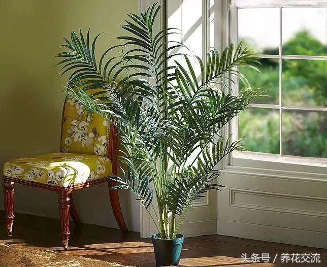 養(yǎng)綠植家里會有蟲子嗎_家里好養(yǎng)的綠植_養(yǎng)綠植家里有小飛蟲