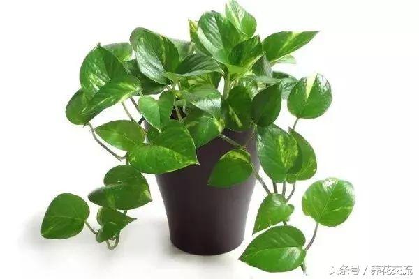 養(yǎng)綠植家里會有蟲子嗎_家里好養(yǎng)的綠植_養(yǎng)綠植家里有小飛蟲