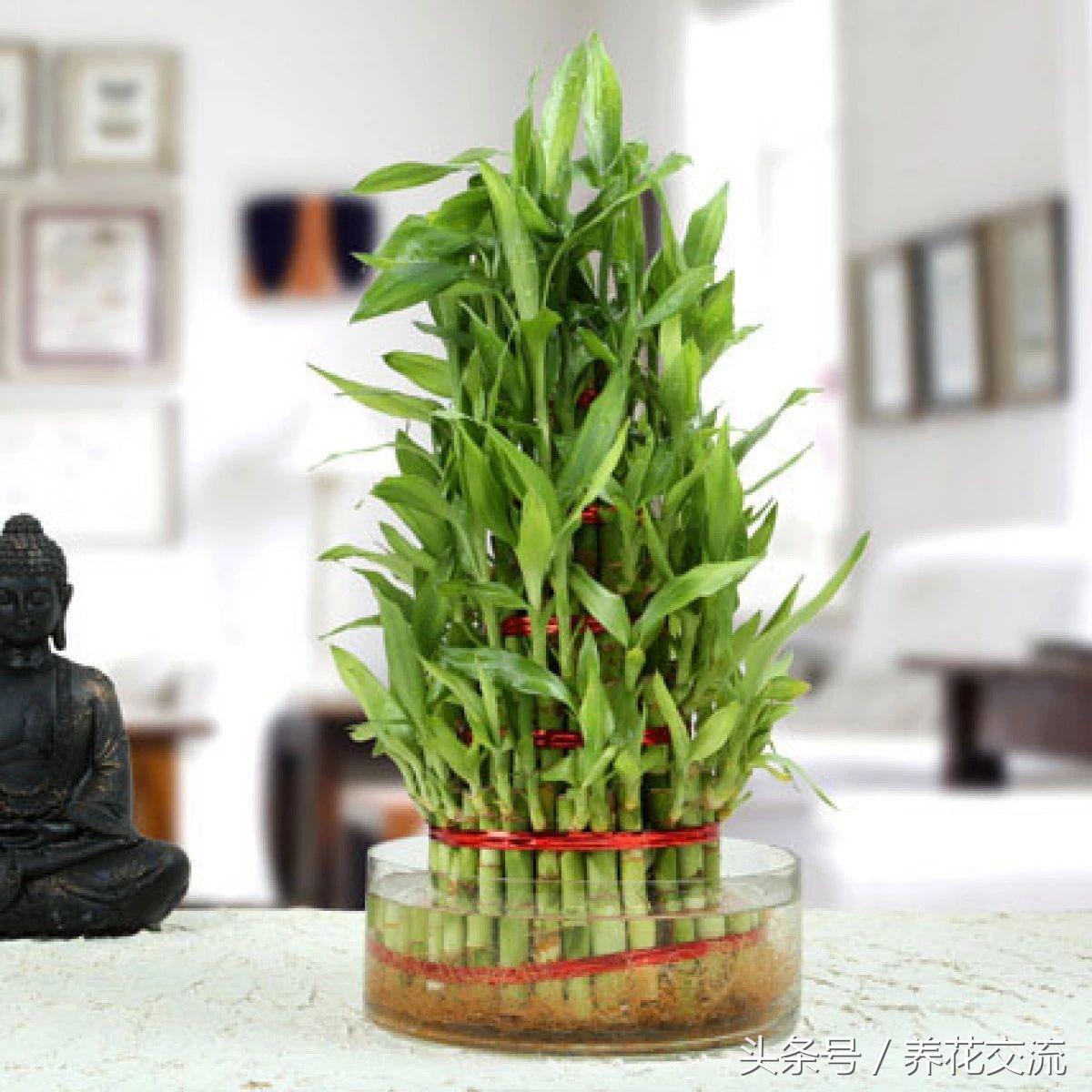 養(yǎng)綠植家里會有蟲子嗎_養(yǎng)綠植家里有小飛蟲_家里好養(yǎng)的綠植