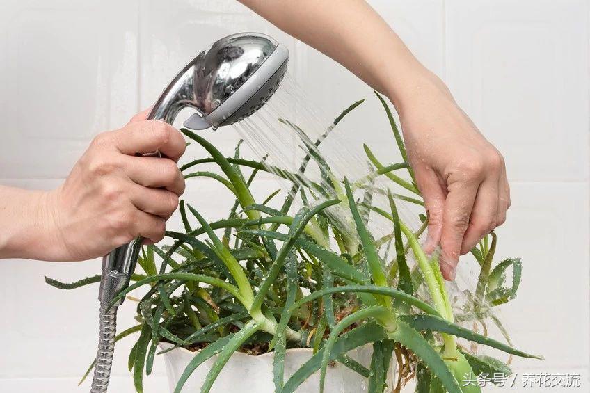 養(yǎng)綠植家里有小飛蟲_養(yǎng)綠植家里會有蟲子嗎_家里好養(yǎng)的綠植