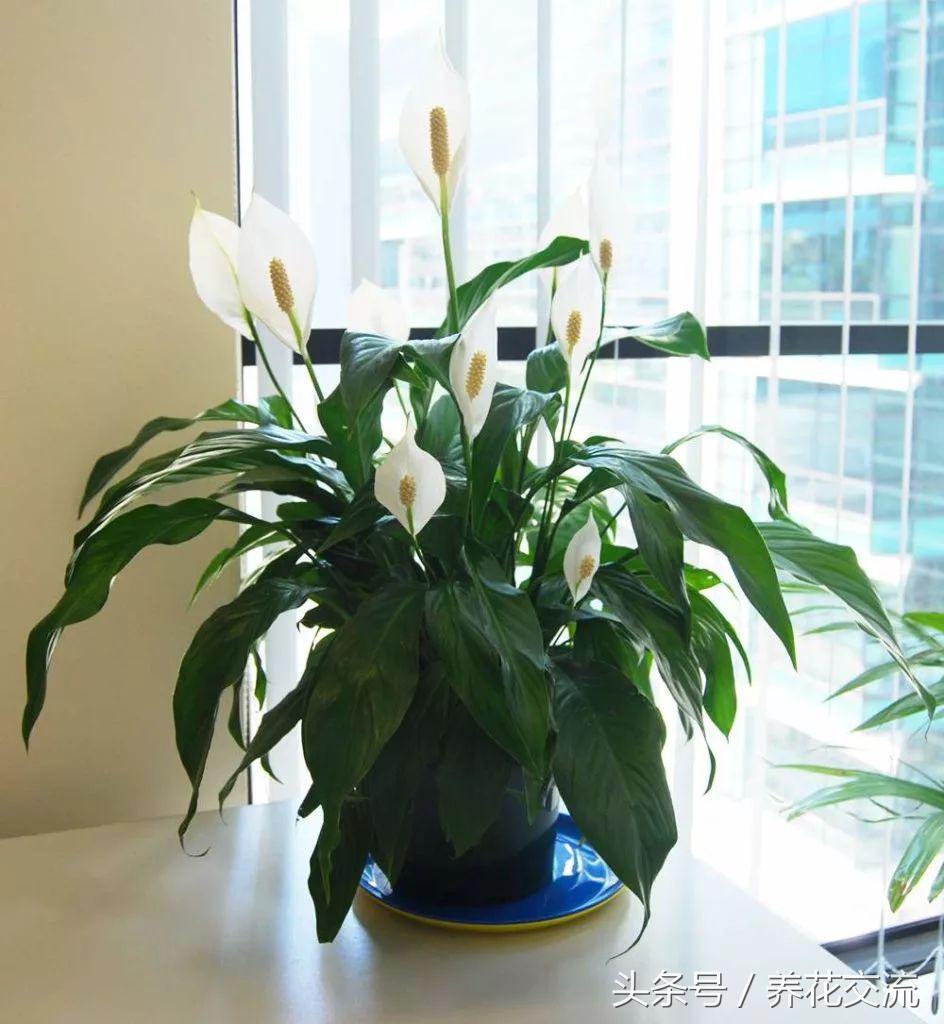 養(yǎng)綠植家里有小飛蟲_養(yǎng)綠植家里會有蟲子嗎_家里好養(yǎng)的綠植