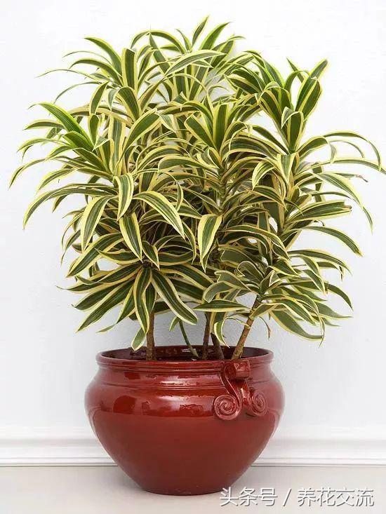 家里好養(yǎng)的綠植_養(yǎng)綠植家里會有蟲子嗎_養(yǎng)綠植家里有小飛蟲