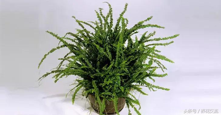養(yǎng)綠植家里會有蟲子嗎_家里好養(yǎng)的綠植_養(yǎng)綠植家里有小飛蟲