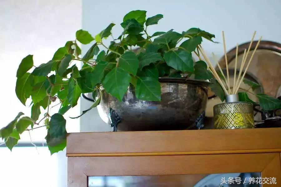 家里好養(yǎng)的綠植_養(yǎng)綠植家里有小飛蟲_養(yǎng)綠植家里會有蟲子嗎