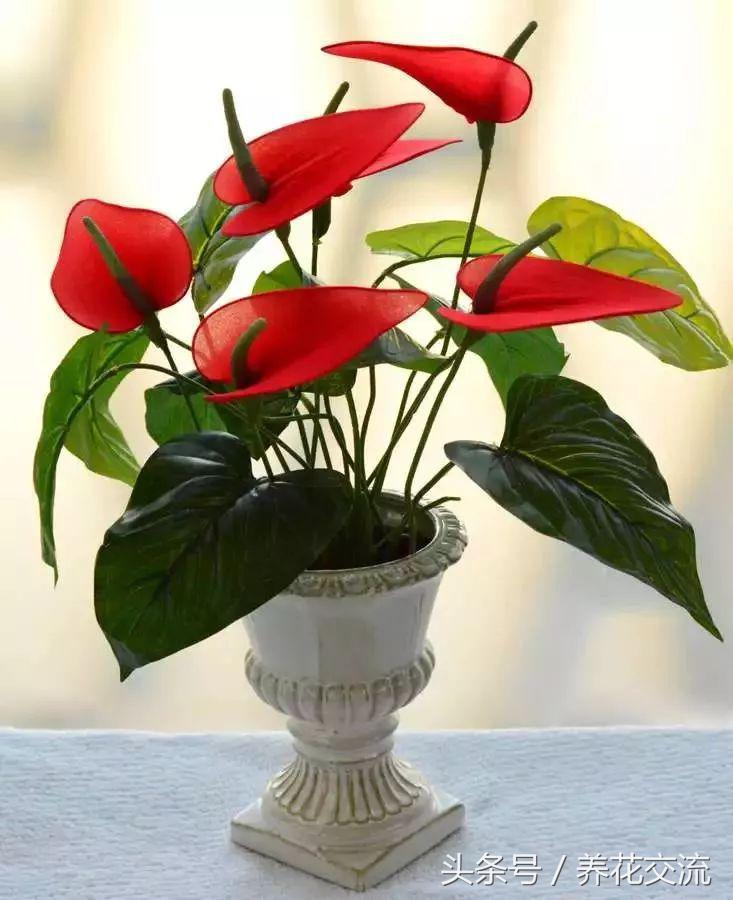養(yǎng)綠植家里會有蟲子嗎_養(yǎng)綠植家里有小飛蟲_家里好養(yǎng)的綠植