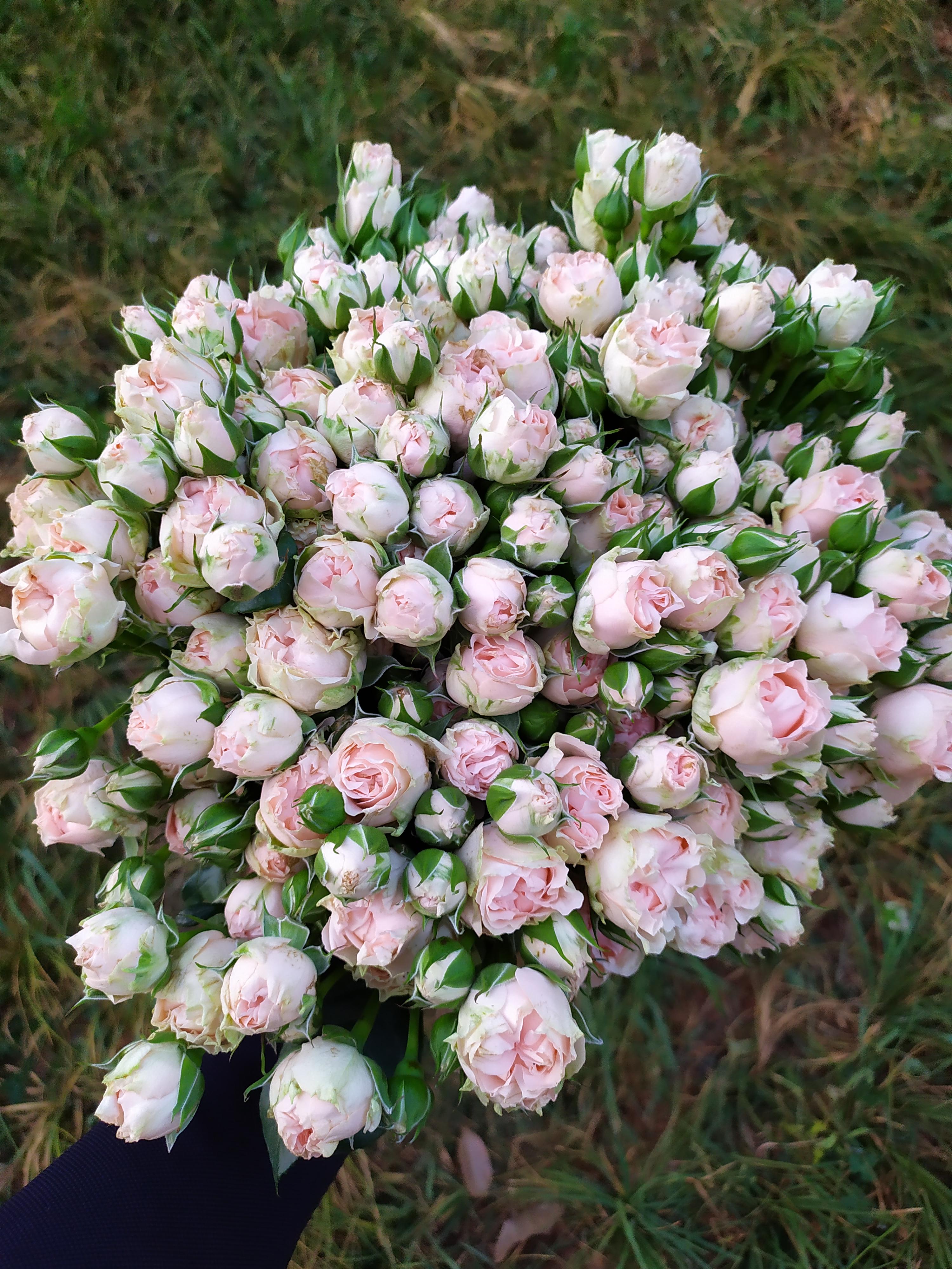 鮮花醒花怎么處理_鮮花醒花后怎么儲(chǔ)存_鮮花如何醒花兒