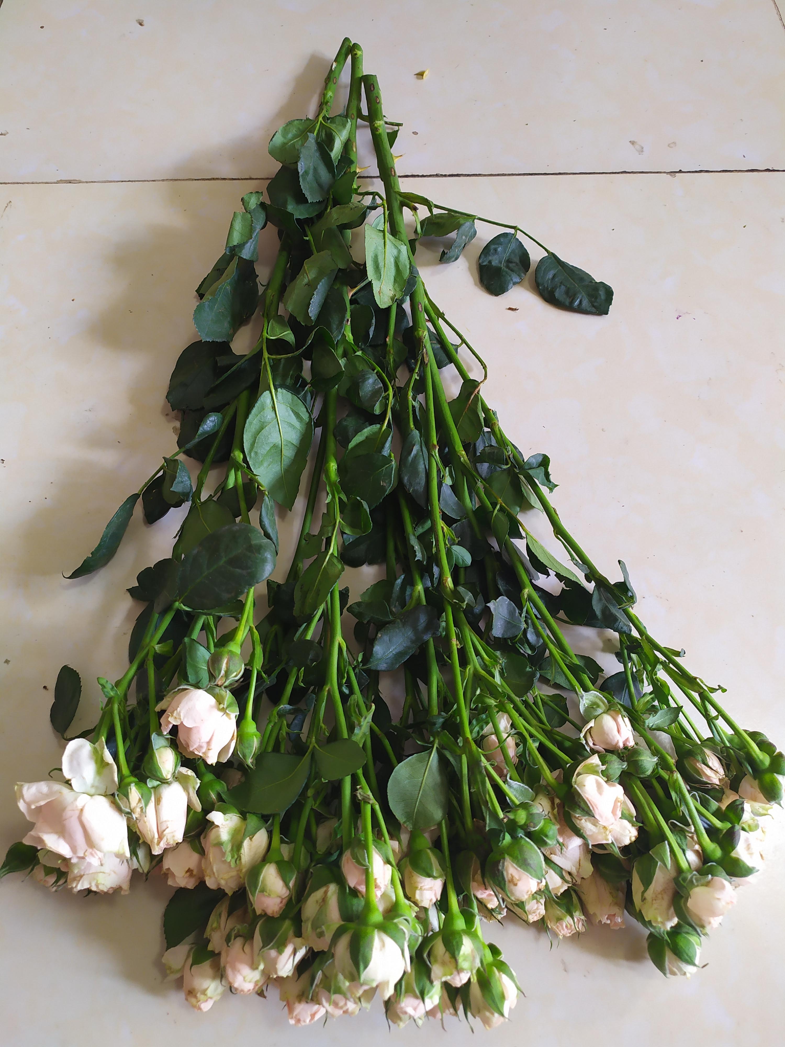 鮮花醒花后怎么儲(chǔ)存_鮮花如何醒花兒_鮮花醒花怎么處理