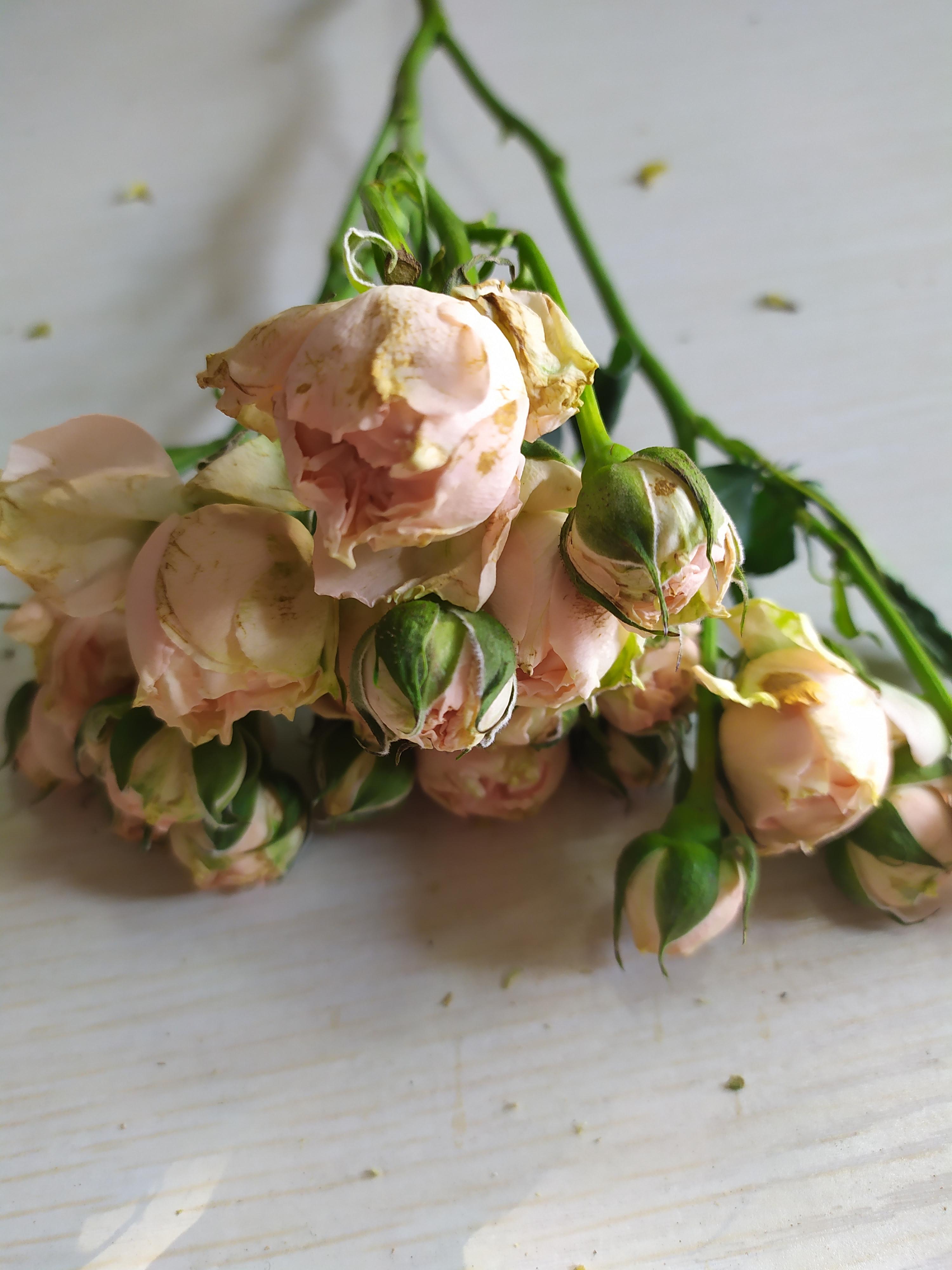 鮮花醒花怎么處理_鮮花醒花后怎么儲(chǔ)存_鮮花如何醒花兒