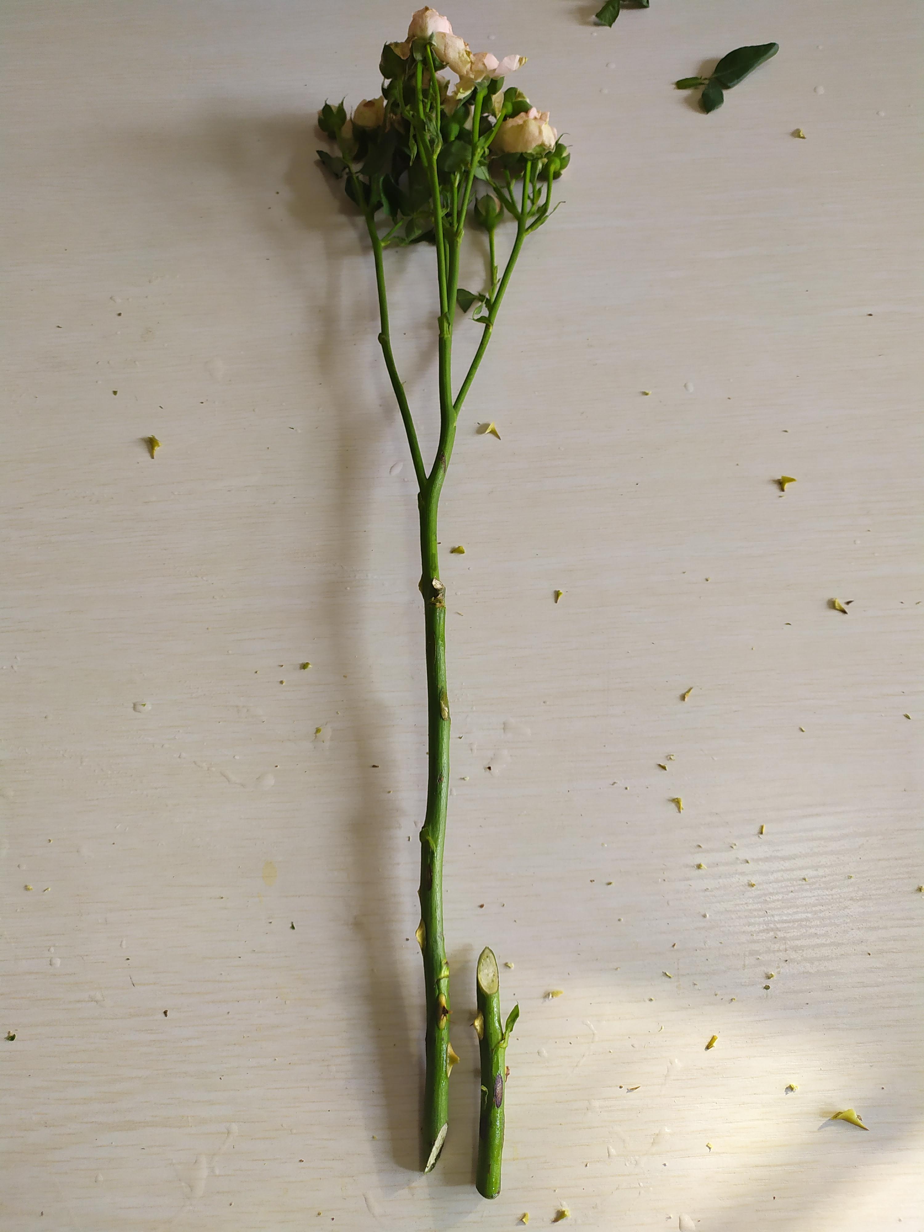 鮮花醒花后怎么儲(chǔ)存_鮮花如何醒花兒_鮮花醒花怎么處理