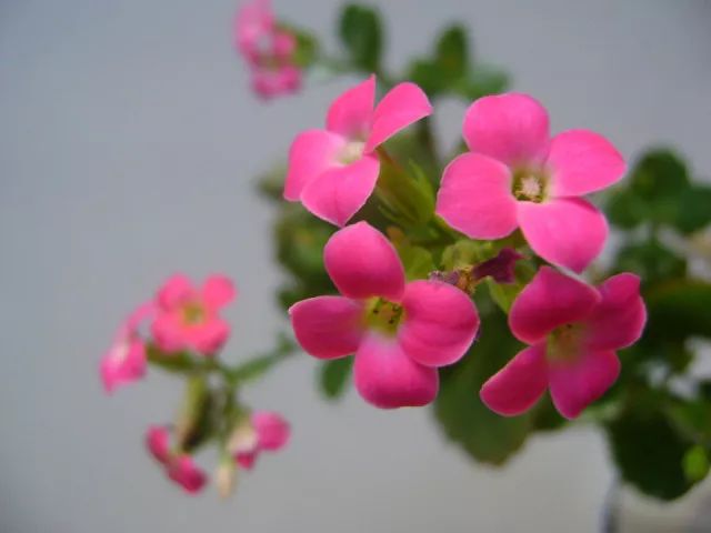 花卉養適合家里養什么花_適合家里養的花卉_花卉養適合家里養的花