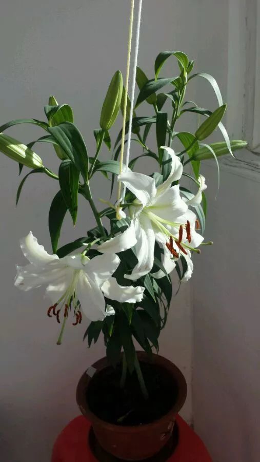 花卉養適合家里養的花_適合家里養的花卉_花卉養適合家里養什么花