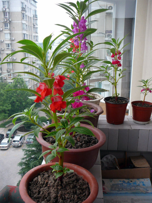 花卉養適合家里養什么花_適合家里養的花卉_花卉養適合家里養的花