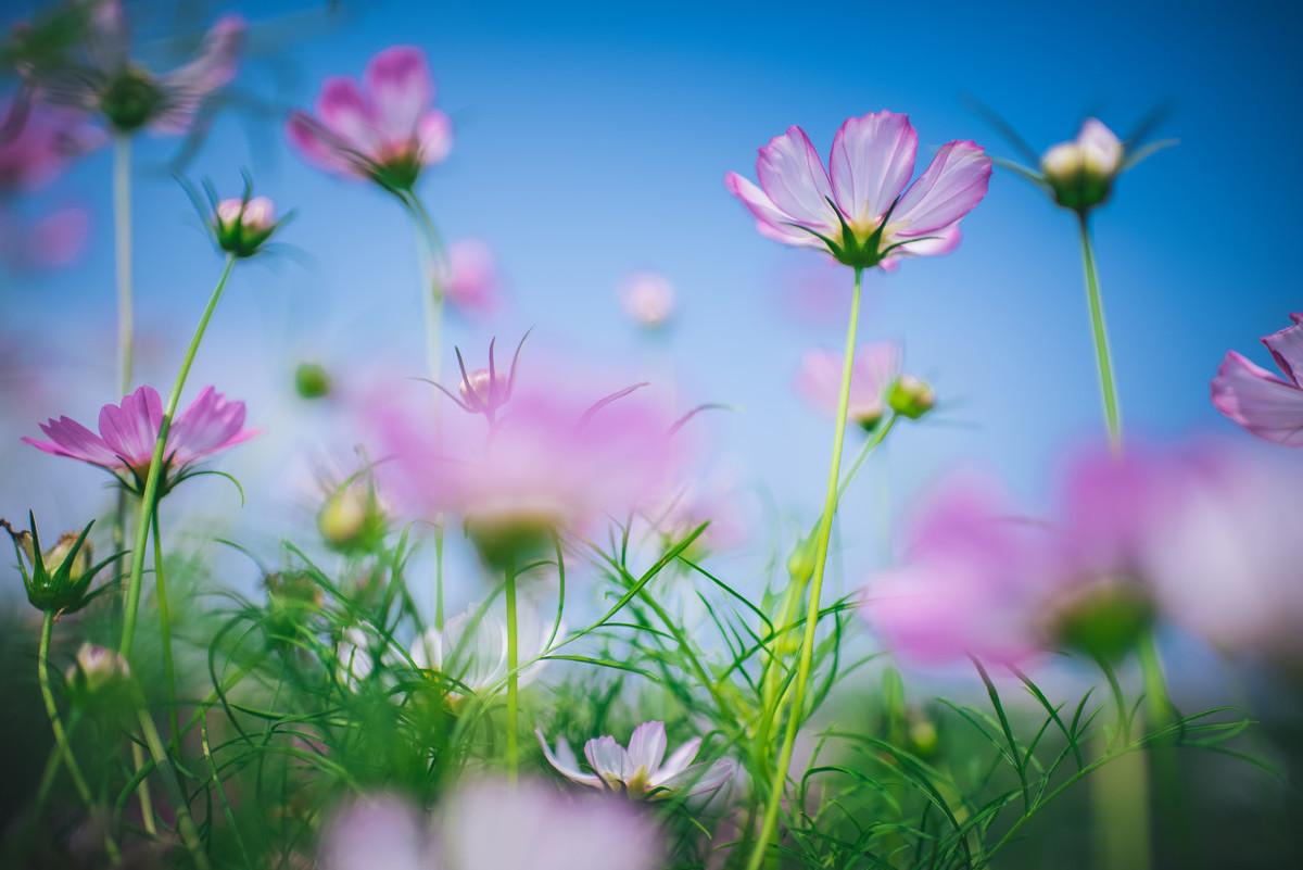 農(nóng)村俗語“鮮花插在牛糞上”是什么意思？鮮花可以插在牛糞上嗎？
