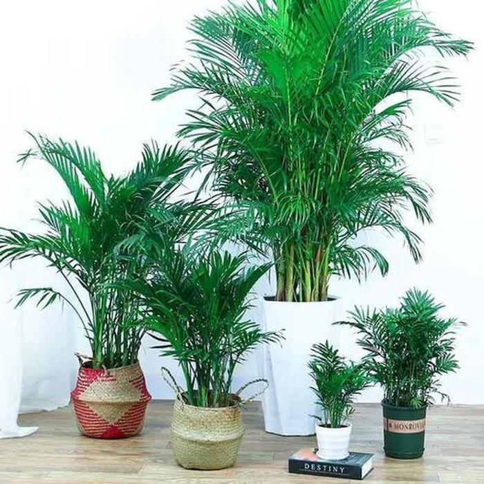 室內最好養的喜陰綠植_室內養什么植物喜陰_室內養喜陰植物