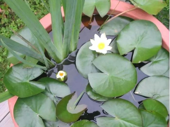 沒想到睡蓮是這么容易養(yǎng)護的花卉，北方的朋友也能養(yǎng)水缸里