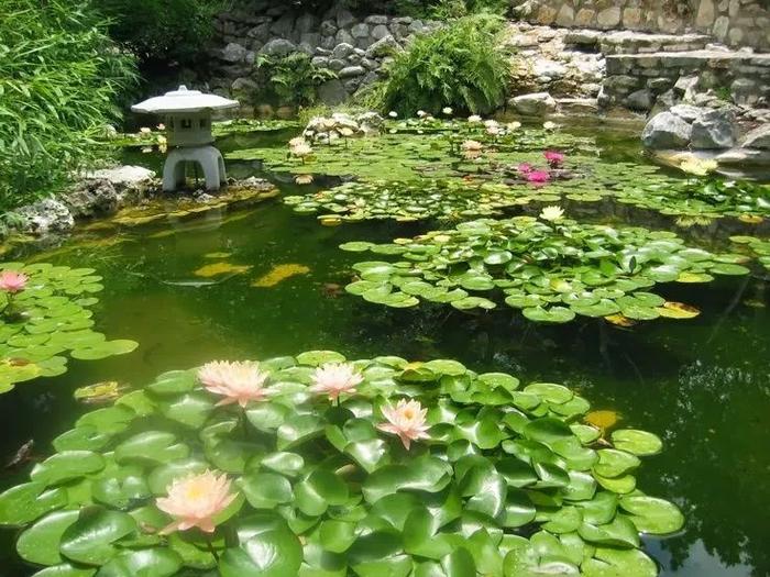 容易養的室內花卉品種_花卉室內養品種容易招蚊子嗎_花卉室內養品種容易生蟲嗎