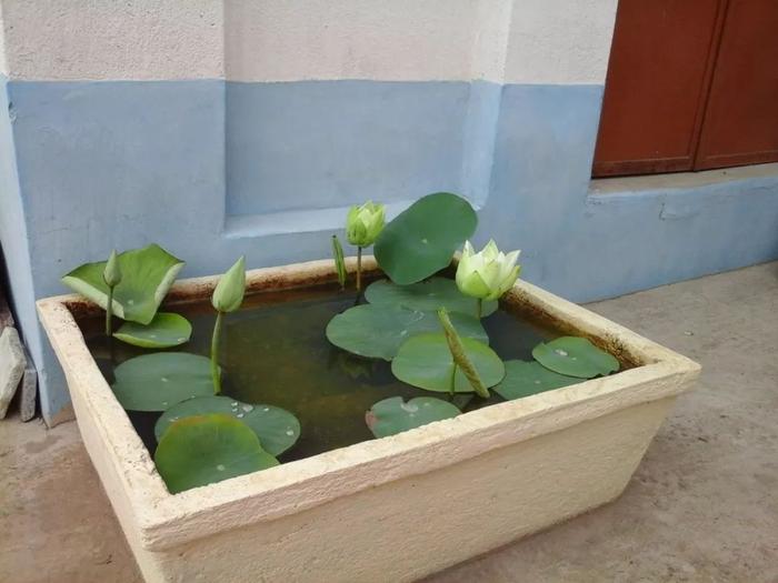 容易養的室內花卉品種_花卉室內養品種容易招蚊子嗎_花卉室內養品種容易生蟲嗎