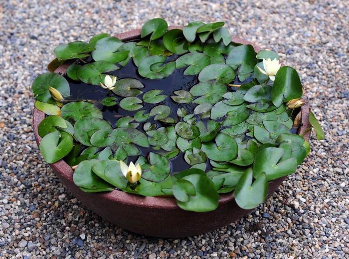 花卉室內養品種容易招蚊子嗎_容易養的室內花卉品種_花卉室內養品種容易生蟲嗎