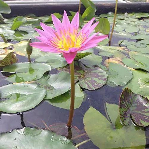 容易養的室內花卉品種_花卉室內養品種容易生蟲嗎_花卉室內養品種容易招蚊子嗎
