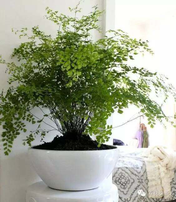 耐寒耐陰室內(nèi)盆栽植物_室內(nèi)耐寒耐陰花卉_耐陰耐寒的室內(nèi)植物