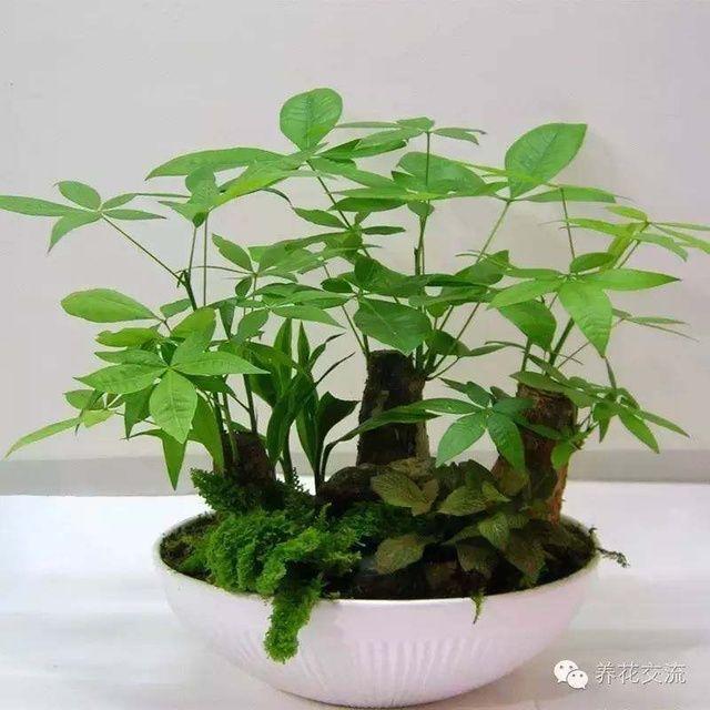 耐陰耐寒的室內(nèi)植物_室內(nèi)耐寒耐陰花卉_耐寒耐陰室內(nèi)盆栽植物