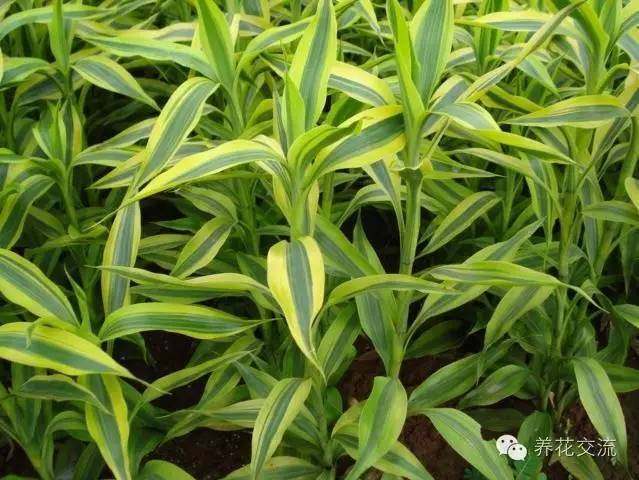 室內(nèi)耐寒耐陰花卉_耐陰耐寒的室內(nèi)植物_耐寒耐陰室內(nèi)盆栽植物