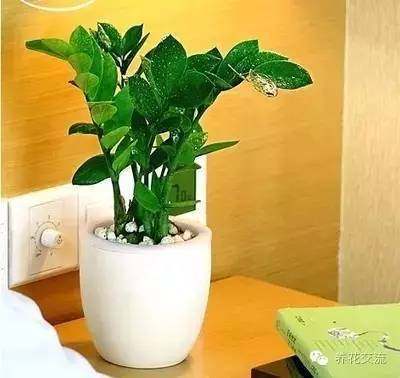 耐寒耐陰室內(nèi)盆栽植物_耐陰耐寒的室內(nèi)植物_室內(nèi)耐寒耐陰花卉