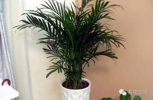 室內(nèi)耐寒耐陰花卉_耐陰耐寒的室內(nèi)植物_耐寒耐陰室內(nèi)盆栽植物