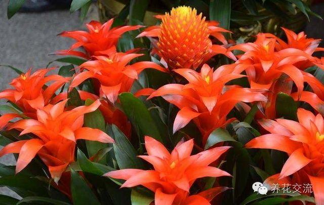 耐寒耐陰室內(nèi)盆栽植物_耐陰耐寒的室內(nèi)植物_室內(nèi)耐寒耐陰花卉