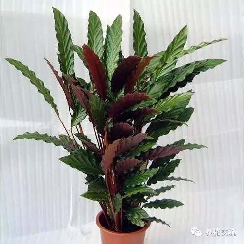 室內(nèi)耐寒耐陰花卉_耐寒耐陰室內(nèi)盆栽植物_耐陰耐寒的室內(nèi)植物