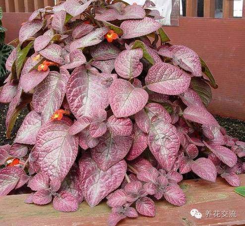 耐陰耐寒的室內(nèi)植物_室內(nèi)耐寒耐陰花卉_耐寒耐陰室內(nèi)盆栽植物