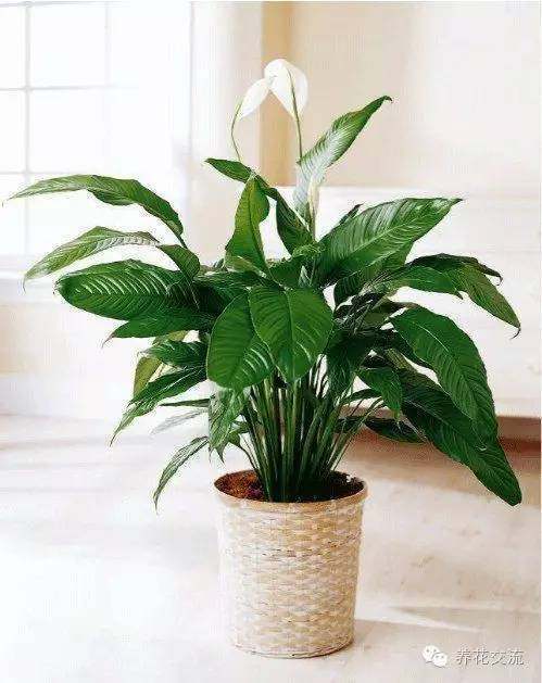 耐陰耐寒的室內(nèi)植物_耐寒耐陰室內(nèi)盆栽植物_室內(nèi)耐寒耐陰花卉