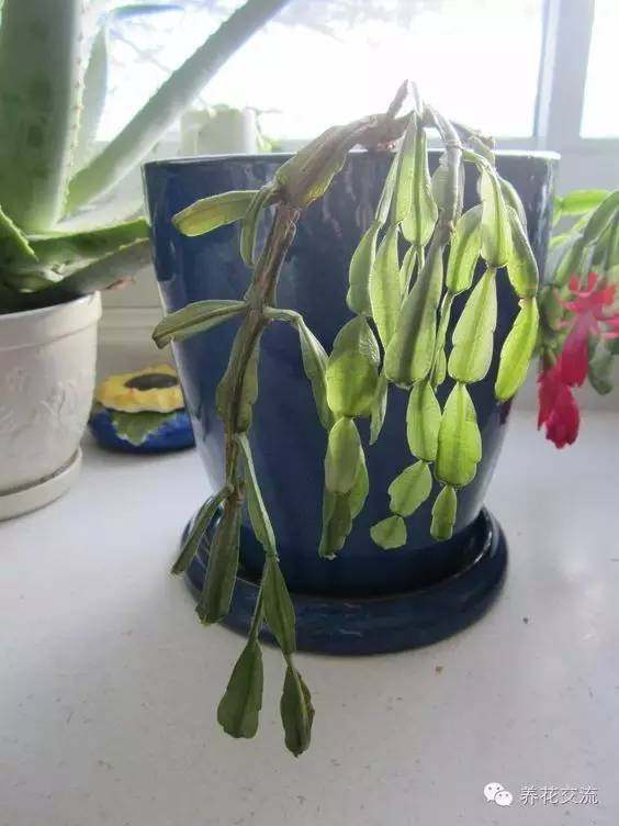 耐陰耐寒的室內(nèi)植物_耐寒耐陰室內(nèi)盆栽植物_室內(nèi)耐寒耐陰花卉