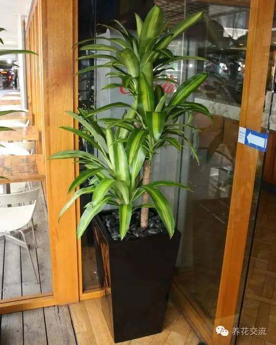 耐寒耐陰室內(nèi)盆栽植物_室內(nèi)耐寒耐陰花卉_耐陰耐寒的室內(nèi)植物