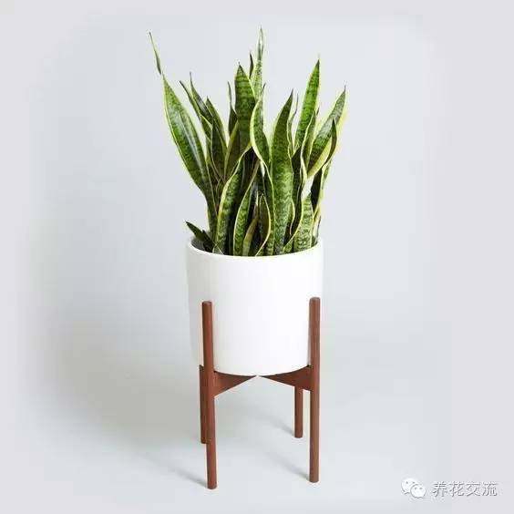 耐寒耐陰室內(nèi)盆栽植物_室內(nèi)耐寒耐陰花卉_耐陰耐寒的室內(nèi)植物