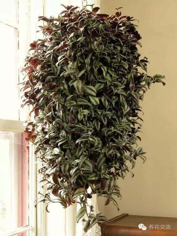 耐陰耐寒的室內(nèi)植物_耐寒耐陰室內(nèi)盆栽植物_室內(nèi)耐寒耐陰花卉