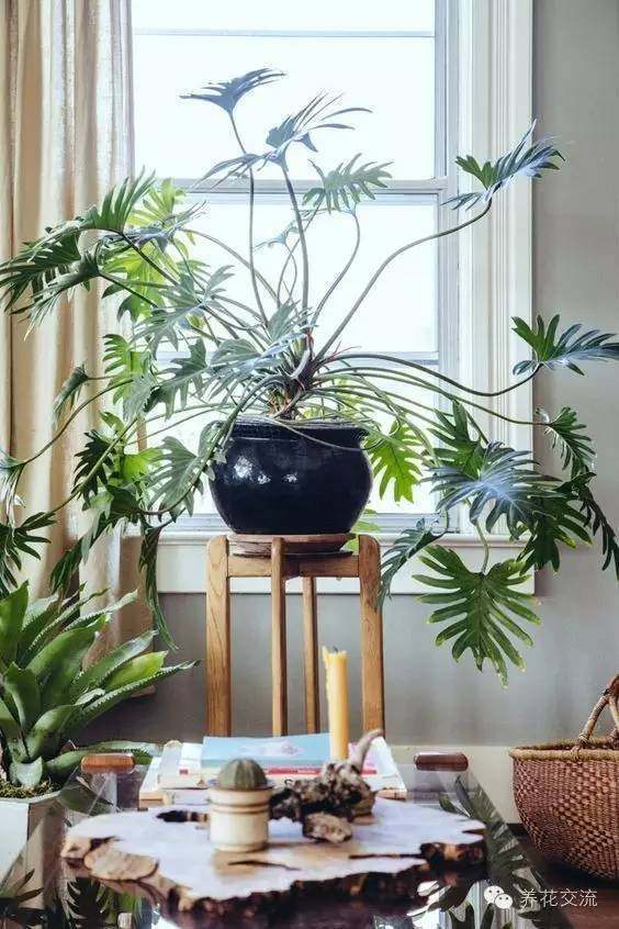 室內(nèi)耐寒耐陰花卉_耐陰耐寒的室內(nèi)植物_耐寒耐陰室內(nèi)盆栽植物