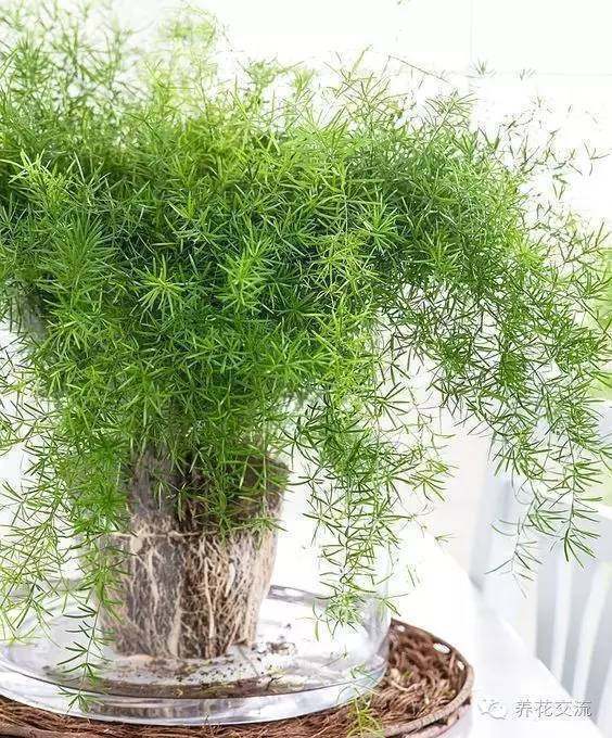 耐陰耐寒的室內(nèi)植物_室內(nèi)耐寒耐陰花卉_耐寒耐陰室內(nèi)盆栽植物