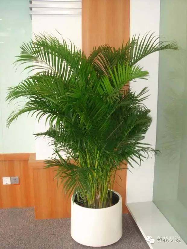 耐寒耐陰室內(nèi)盆栽植物_耐陰耐寒的室內(nèi)植物_室內(nèi)耐寒耐陰花卉