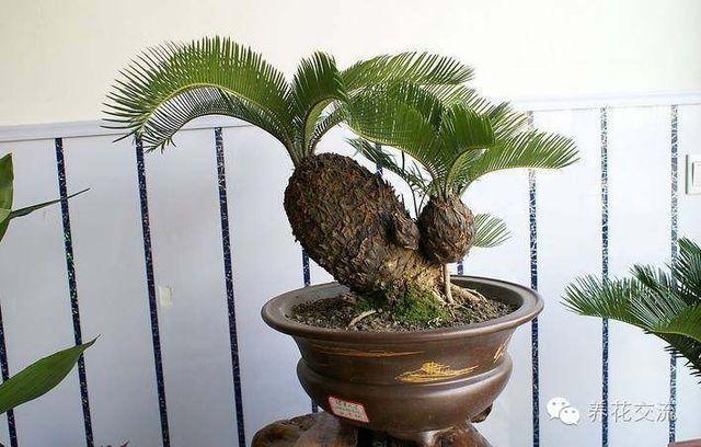 室內(nèi)耐寒耐陰花卉_耐寒耐陰室內(nèi)盆栽植物_耐陰耐寒的室內(nèi)植物