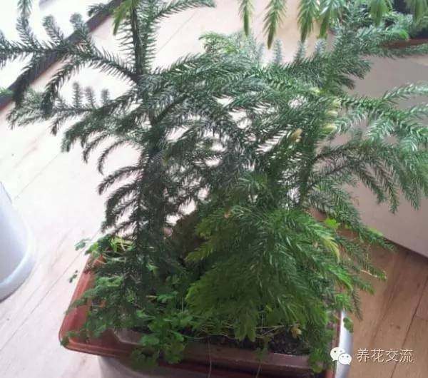 耐陰耐寒的室內(nèi)植物_耐寒耐陰室內(nèi)盆栽植物_室內(nèi)耐寒耐陰花卉