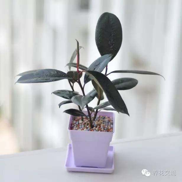 耐寒耐陰室內(nèi)盆栽植物_耐陰耐寒的室內(nèi)植物_室內(nèi)耐寒耐陰花卉