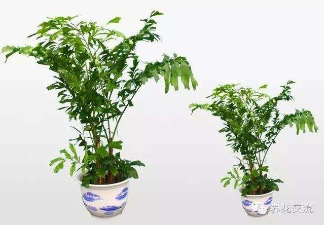 耐寒耐陰室內(nèi)盆栽植物_室內(nèi)耐寒耐陰花卉_耐陰耐寒的室內(nèi)植物