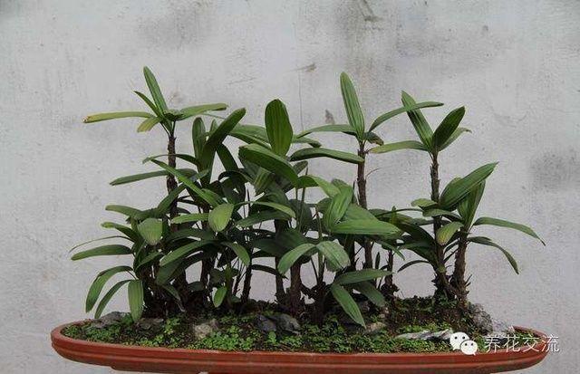 耐寒耐陰室內(nèi)盆栽植物_室內(nèi)耐寒耐陰花卉_耐陰耐寒的室內(nèi)植物
