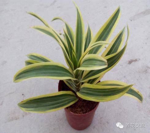 室內(nèi)耐寒耐陰花卉_耐陰耐寒的室內(nèi)植物_耐寒耐陰室內(nèi)盆栽植物