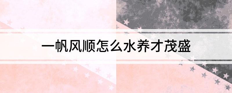 一帆風(fēng)順怎么水養(yǎng)才茂盛