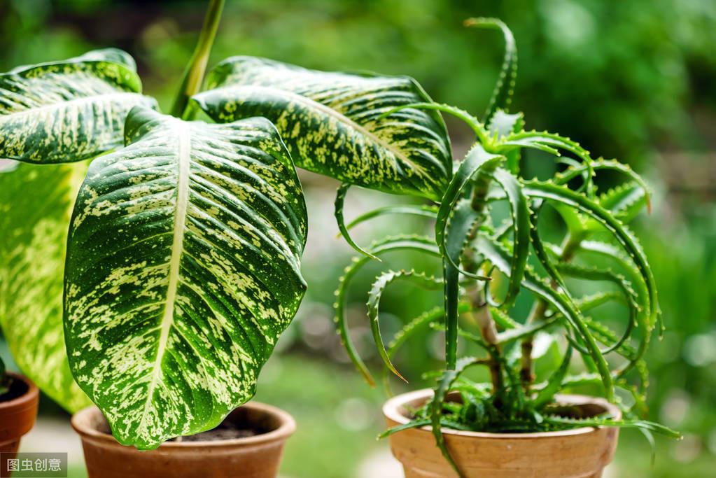 6種適合臥室養的盆栽植物，清新又靜心