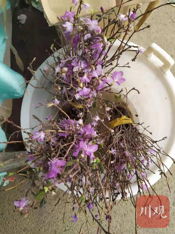 成都花卉市場的貨源在哪里進的_成都花卉市場_2020年成都花卉市場